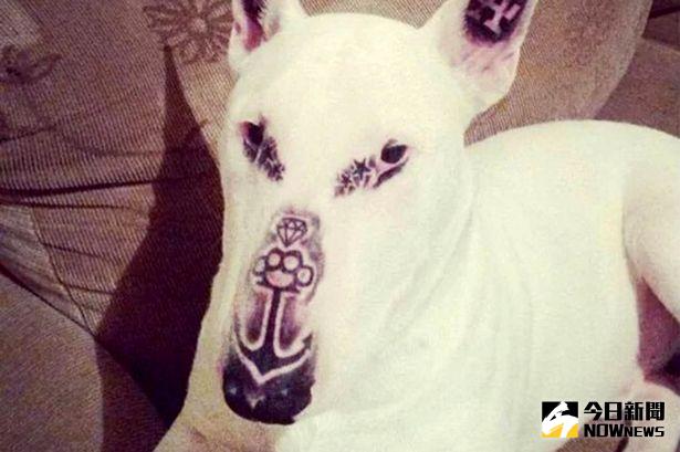▲達瑪森諾在狗狗臉上刺青，引起一片撻伐。（圖／翻攝自mirror）
