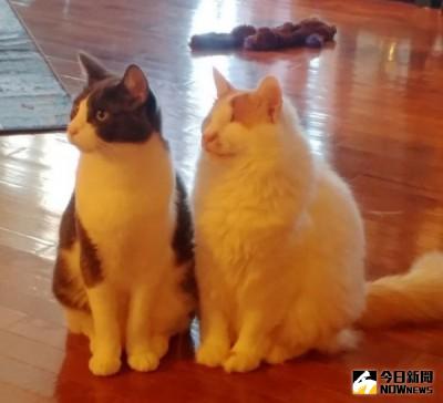 ▲灰白貓擔心瞎眼貓不能下樓，影片讓人感動。（圖／翻攝自LoveMeow）