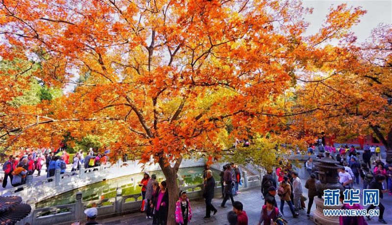 北京紅葉，吸引眾多遊客。