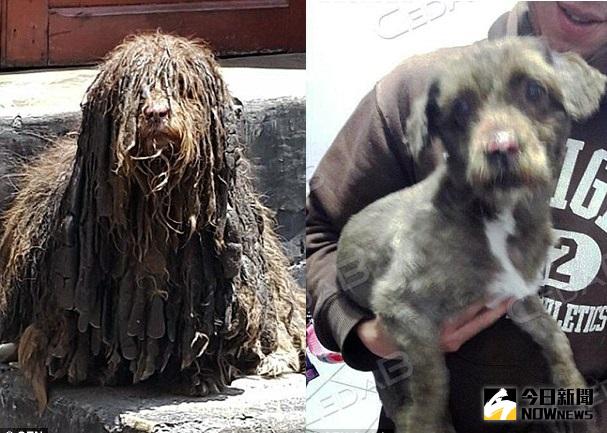 ▲Choco的毛髮原本長到蓋住眼睛，經過修剪之後，模樣變得相當可愛。（圖／翻攝自dailymail）