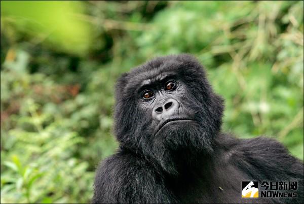 ▲在戰爭頻仍的剛果民主共和國，1種嚴重瀕臨滅絕的大猩猩數量銳減，並可能在5年內完全消失。（圖／美聯社）