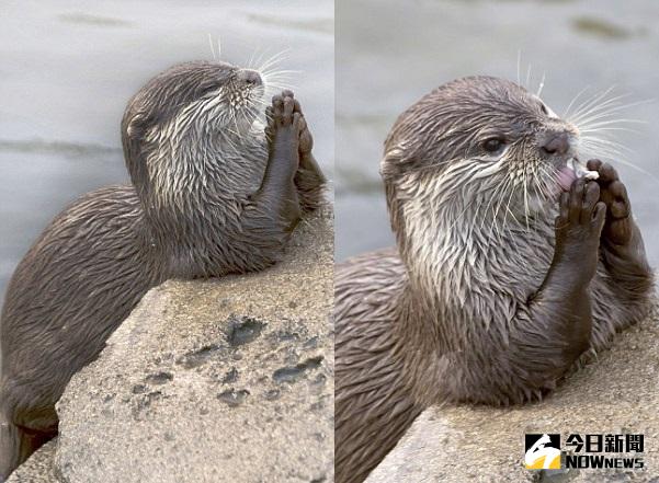▲水獺緊閉雙眼，雙手合掌祈禱。（圖／翻攝自dailymail）