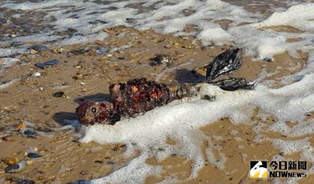 ▲英國海岸驚見美人魚屍骸。（圖／翻攝自dailymail）