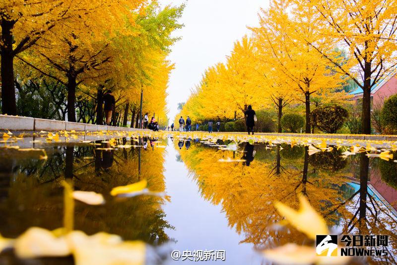 瀋陽一大學銀杏樹滿冠金黃，行人如行走畫中。