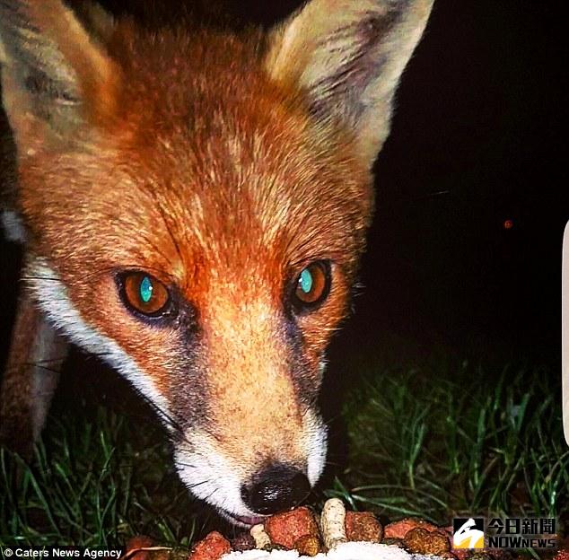 ▲狐狸竟拋棄眼前的美食，搶走比利的手機。（圖／翻攝自dailymail）