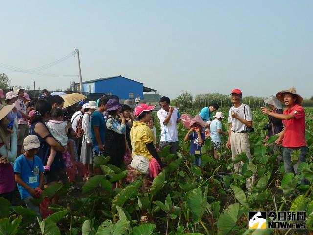 大甲區農會辦「芋鄉采風」活動，一百餘位民眾採摘無毒芋頭，高興的體  會農村生活。記者陳榮  昌／攝