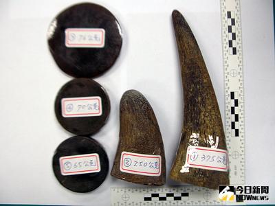 查毒發現犀牛角 嘉義縣警方查獲釧m男子、陳姓女子涉嫌持有毒品時，發現兩支疑似珍貴的犀牛角，懷疑是毒品人口拿來換取毒品吸食。（警方提供）中央社記者黃國芳攝　103年11月14日