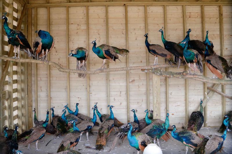 ▲日月潭知名景點「日月潭孔雀園」搬進台開集團所開發的新埔智能生態園區。台開表示，經過6年多深耕規畫，以自然工法恢復土壤地貌，已被新竹縣政府評選為最大自然工法示範園區。（圖／台開提供）