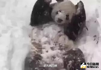 四川熊貓初見哈爾濱大雪，激動地滿地打滾。
