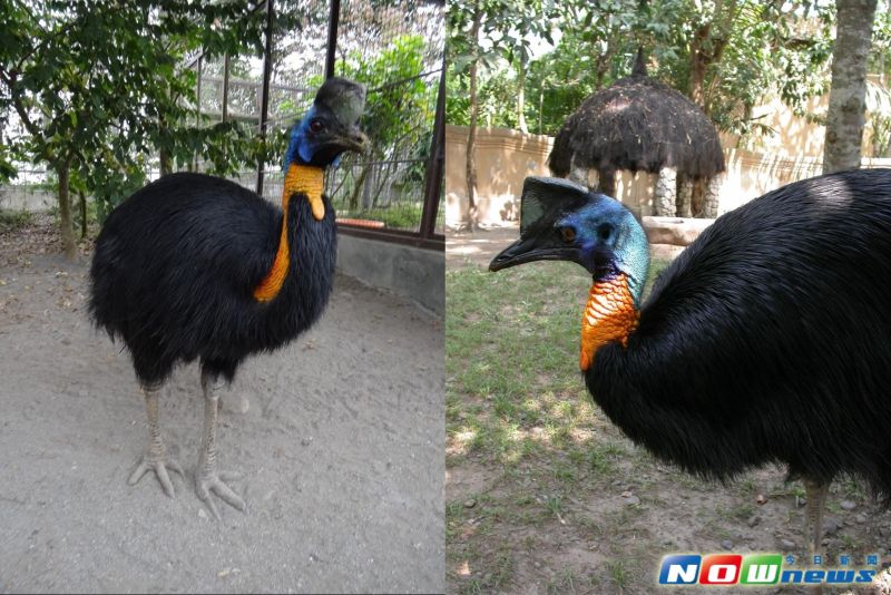 ▲依照金庸在《神鵰俠侶》中的描述，「毛色黃黑，血紅肉瘤，雙腿奇粗，不知如何飛翔……」。我們的神鵰大俠楊過，會不會把食火雞誤認為大鵰了？（圖／林思民攝）