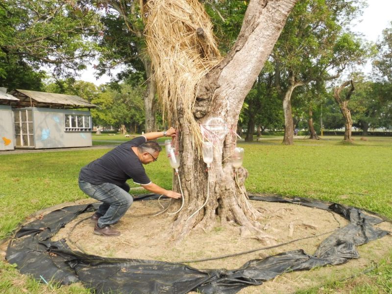 台南市總爺藝文中心園區約30棵樹木有健康狀況不良問題，委託國立嘉義大學森林暨自然資源學系救治其中的11棵，採取「吊點滴」方式救治，明年春可見成效。