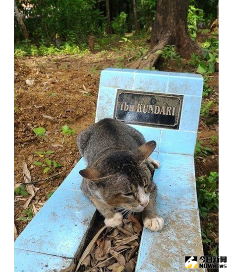 ▲印尼一隻貓咪在女主人去世後，就守護在她的墓碑近一年。（圖取自Keli Keningau Prayitno臉書）