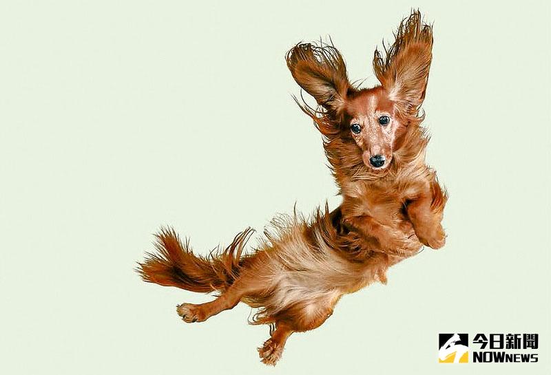 攝影師Julia Christe拍攝的「空中飛狗」，照片走紅網路。