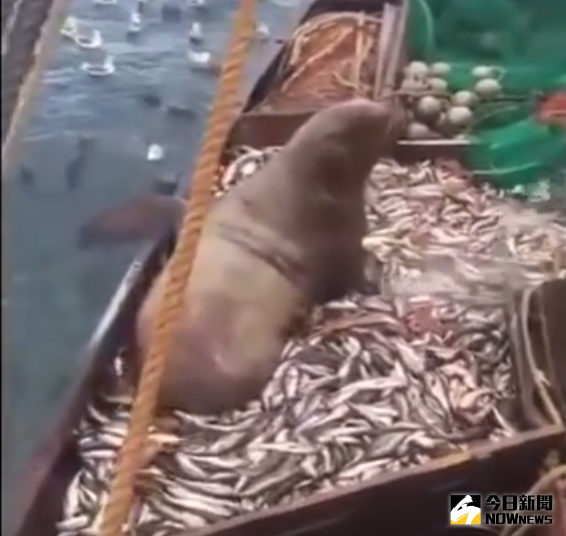 ▲出海捕撈遇到大驚喜，漁網中竟然有海獅。（圖／翻攝自YouTube）
