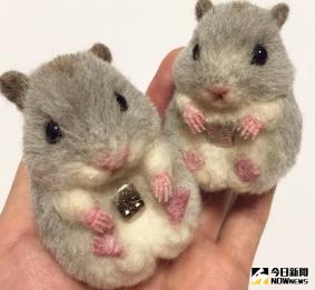 ▲羊毛氈倉鼠。（圖／翻攝自Twitter）