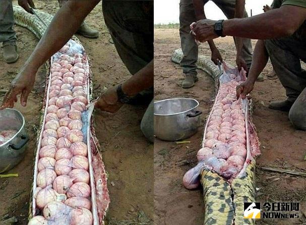 ▲農夫剖開巨蛇肚子，發現裡頭竟有百顆蛇蛋。（圖／翻攝自dailymail）