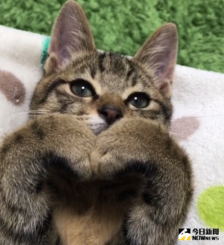 ▲貓咪用雙手比出愛心，讓網友徹底融化。（圖／翻攝自Instagram）