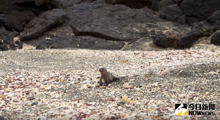 ▲海鬣蜥寶寶被蛇群追殺，立刻拔腿狂奔。（圖／翻攝自YouTube）