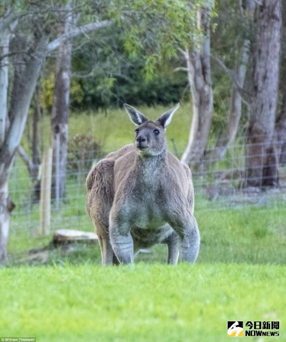▲健壯袋鼠。（圖／翻攝自網路）