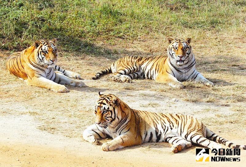 廈門動物園老虎跑離猛獸區，大批特警出動。