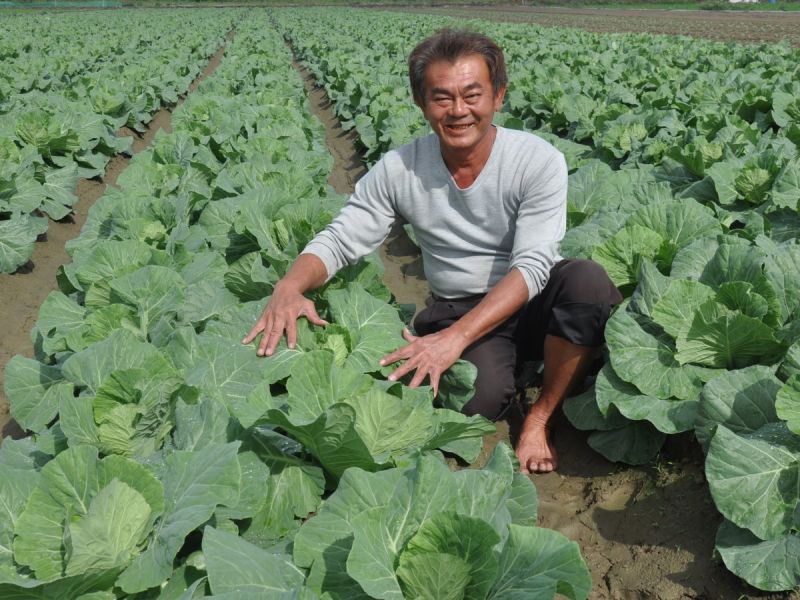 佳里區農民林振毅表示，高麗菜尚未結球，台南地區需至12月下旬才可採收，民眾要吃到便宜的高麗菜得再等等。