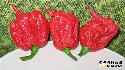 ▲世界最辣的「卡羅萊納死神辣椒」。（圖／翻攝自網路）