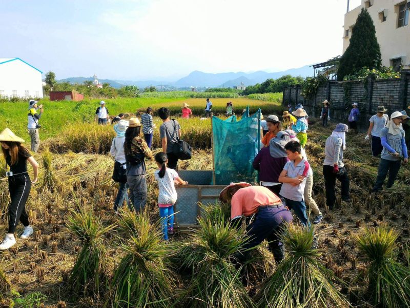 ▲青年團隊向參與青年推廣農村生活技藝的插秧體驗活動。（圖／教育部提供）