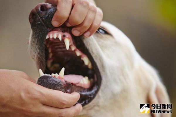 ▲當心毛小孩的嘴巴藏有蟲蟲危機。（圖／翻攝自網路）