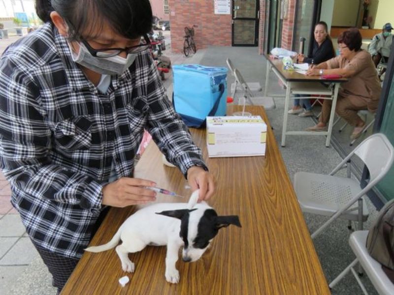 東亞家蝠經檢驗確認為台灣首例蝙蝠感染麗沙病毒後，動保處在安南區安排第一波免費巡迴注射。
