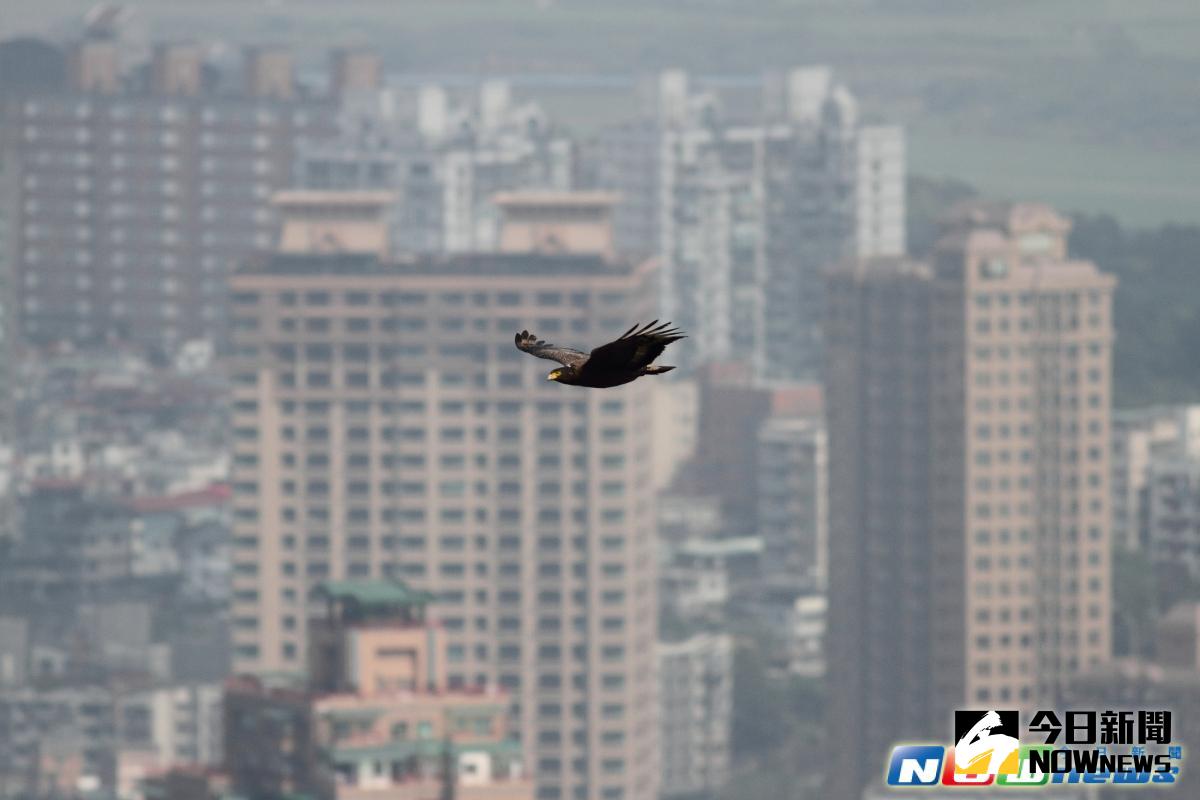 ▲從猛禽看台灣環境的變遷。（圖／作者林文宏提供）