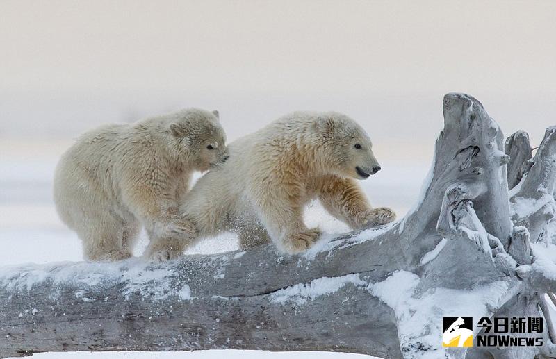 阿拉斯加小北極熊雪地嬉戲。