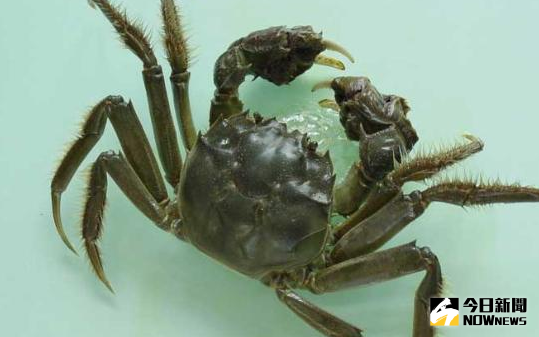 ▲通緝犯捕捉毛蟹，突遇警逃跑卻傳逆水。（圖／翻攝自網路）