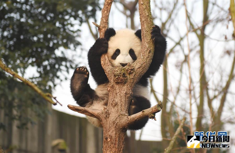 這是在四川成都大熊貓繁育，研究基地拍攝的一隻掛在樹上的大熊貓。