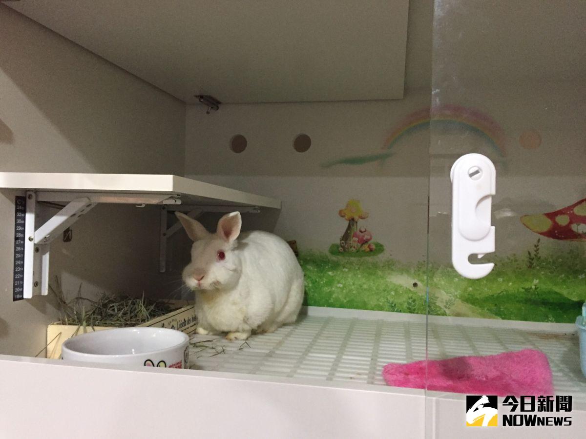 ▲愛兔協會提供寄宿服務，細心照料每隻兔子。（圖／記者曾芊華攝）