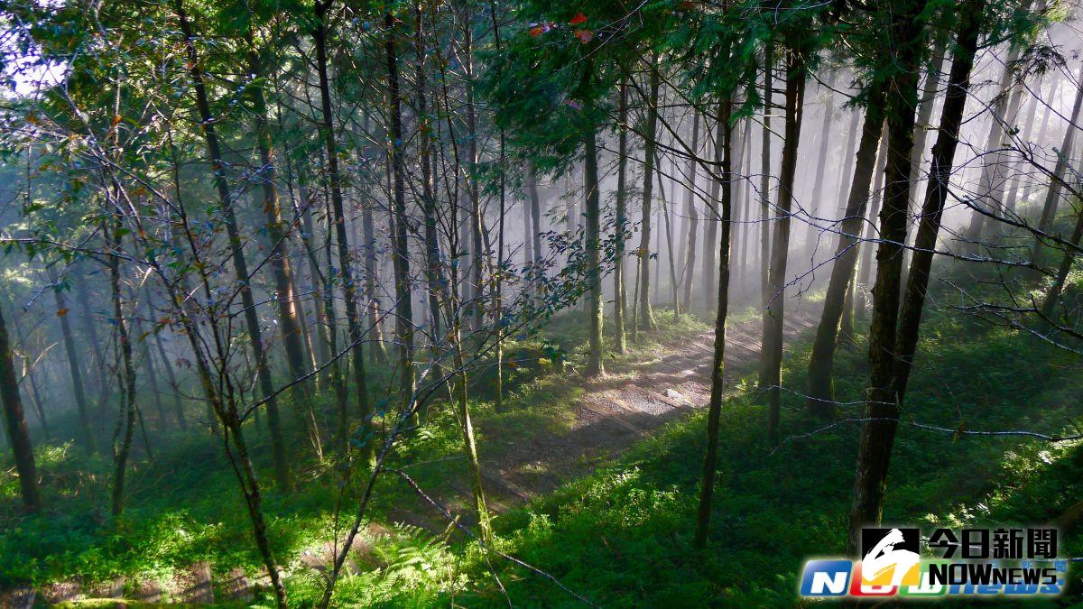 ▲位在馬告生態園區中的神木園，旅客可以在此感受大自然的芬多精。（圖／記者陳致宇攝影）