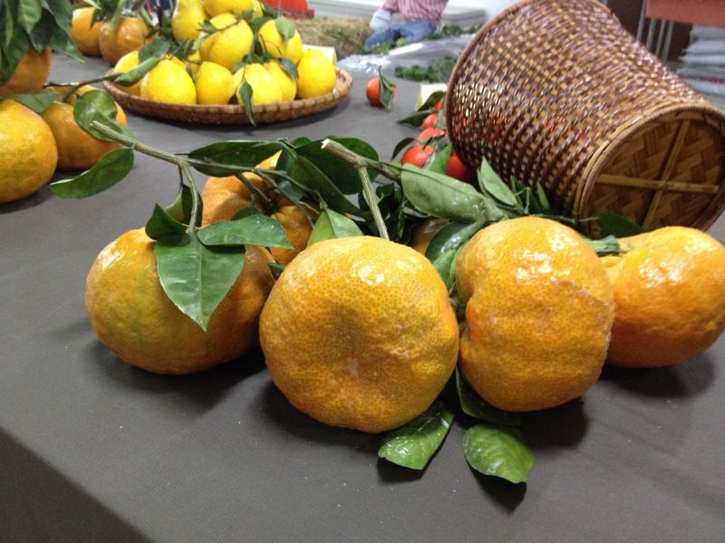 ▲（圖攝自／記者林錫霞）