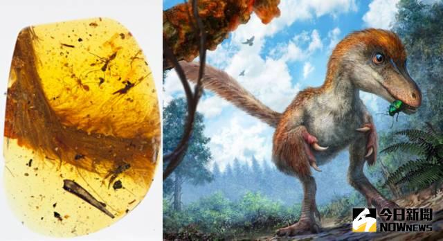 琥珀中的恐龍標本（左）和該標本所屬的恐龍復原圖（右，局部）