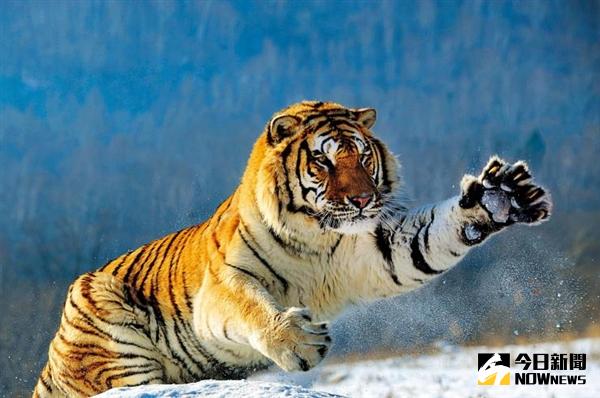 北京動物園精子銀行成立，復活珍稀動物。