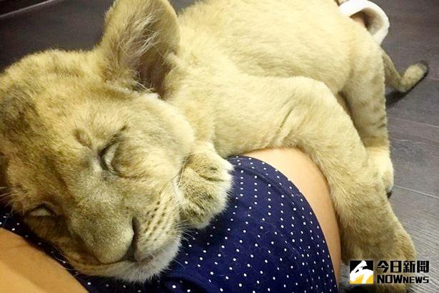 ▲雷歐愛看體育節目，也喜歡和主人撒嬌。（圖／翻攝自mirror）