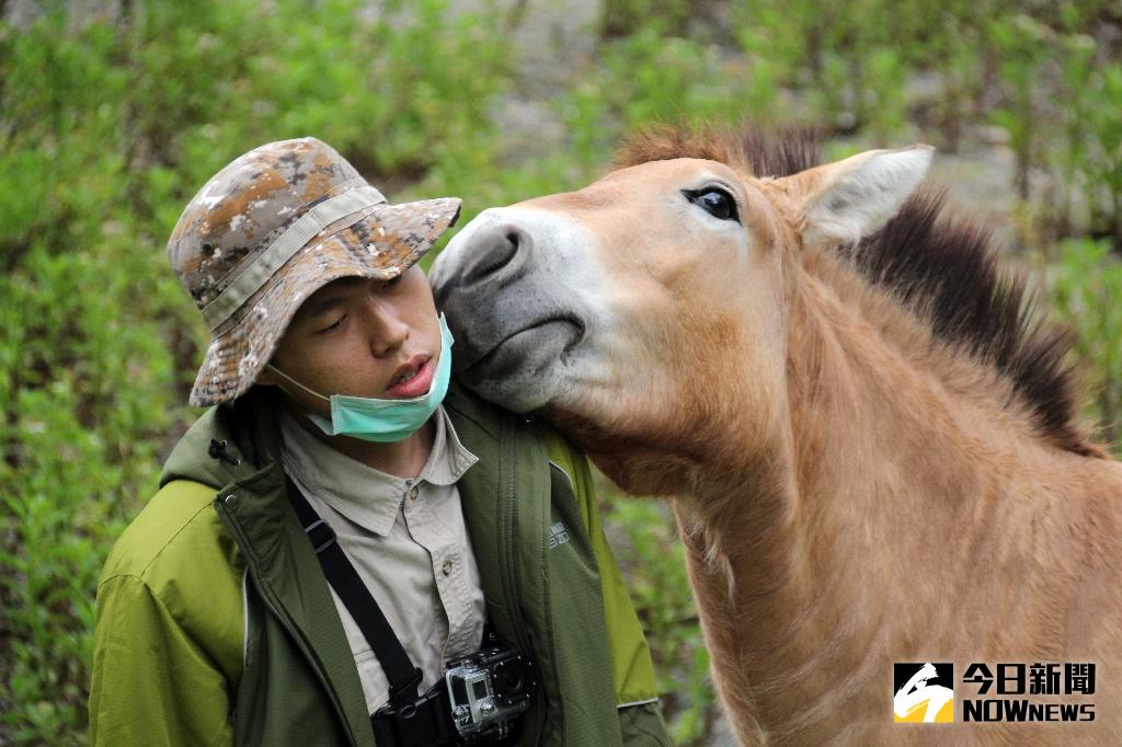 ▲「勇春」正在用嘴巴認識保育員的外套。（圖／北市動物園提供）