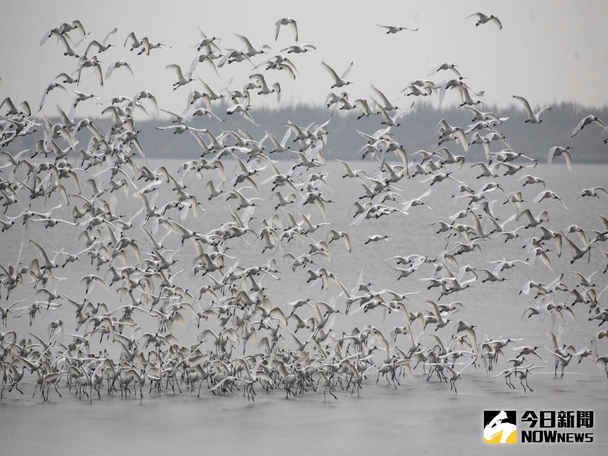 黑面琵鷺來台度冬數量近2000隻，台南市生態保育學會訂於11日在七股黑面琵鷺保護區等地，舉辦2016黑面琵鷺伴我行輕旅遊活動。