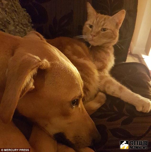 ▲狗狗哈利經常被阿爾奇欺負，讓牠總是處於恐懼當中。（圖／翻攝自dailymail）