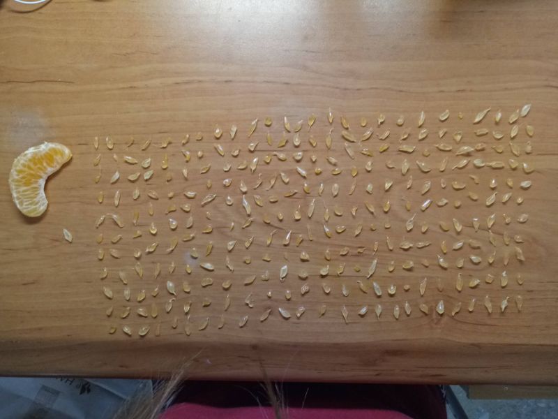 ▲密集恐懼症發作，橘子剝成284顆果粒乍看像粉刺。（圖／翻攝自《Dcard》）