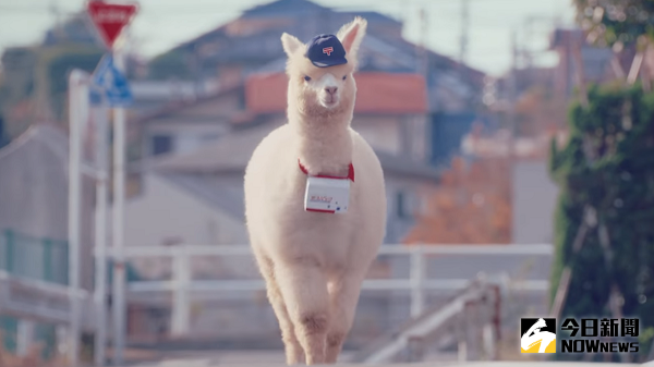 ▲日本郵局找來草泥馬拍攝廣告。（圖／翻攝自Youtube截圖）