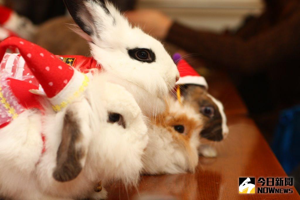 ▲12月24、25日MAJI集食行樂將於花博園區舉辦寵物聖誕市集，並有各種寵物相關活動。（圖／台灣愛兔協會）