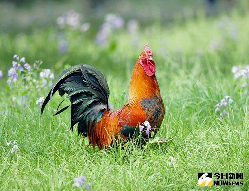 台胞賴素滿在南京成功繁育出，品質優良的紅標土雞種雞。