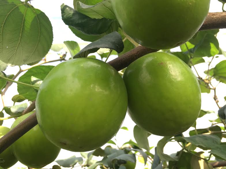 ▲蜜棗新品種甜脆多汁超好吃。（圖／公關提供）