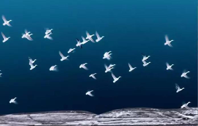 候鳥界的春運。