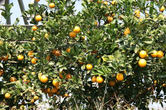 ▲柑橘類水果正當令年節可選購台灣優質柳丁等。（記者扶小萍攝）