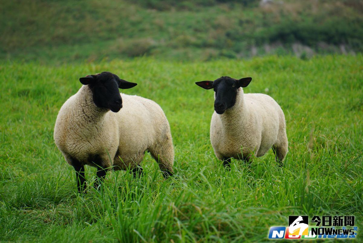 ▲北海道燒尻島牧場的薩克福羊。（圖／記者呂烱昌攝影）